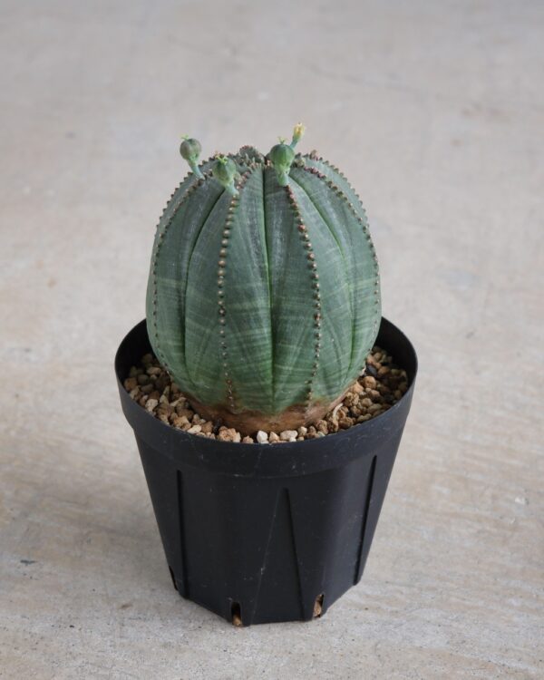 【卵型】ユーフォルビア・オベサ 中株 Euphorbia obesa