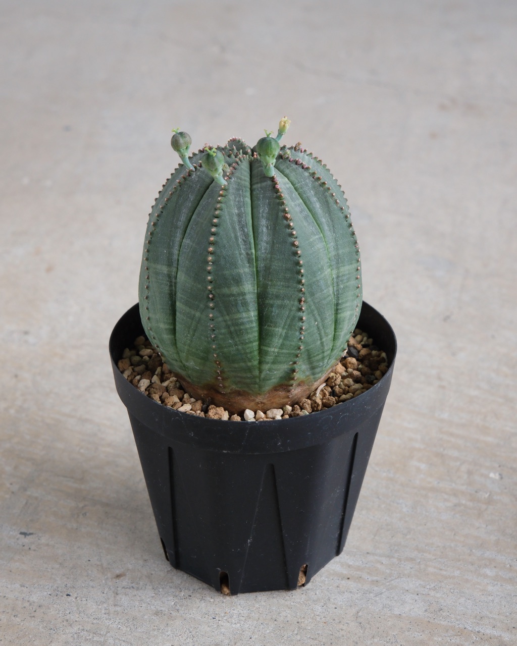 【卵型】ユーフォルビア・オベサ 中株 Euphorbia obesa