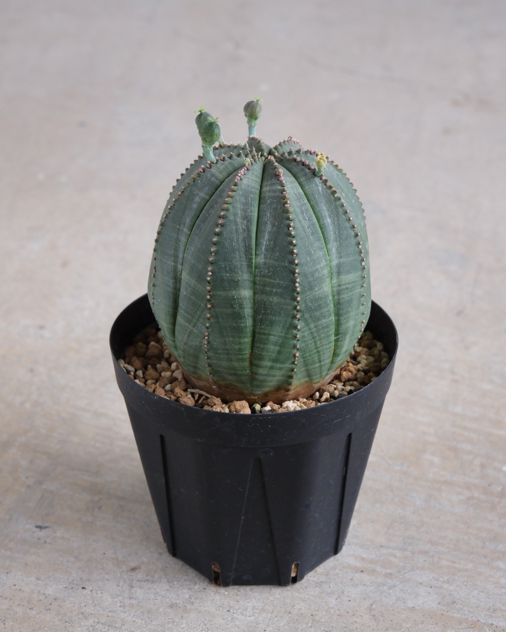 【卵型】ユーフォルビア・オベサ 中株 Euphorbia obesa - 画像 (2)