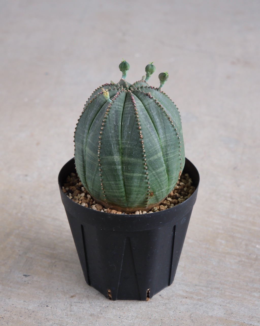 【卵型】ユーフォルビア・オベサ 中株 Euphorbia obesa - 画像 (3)