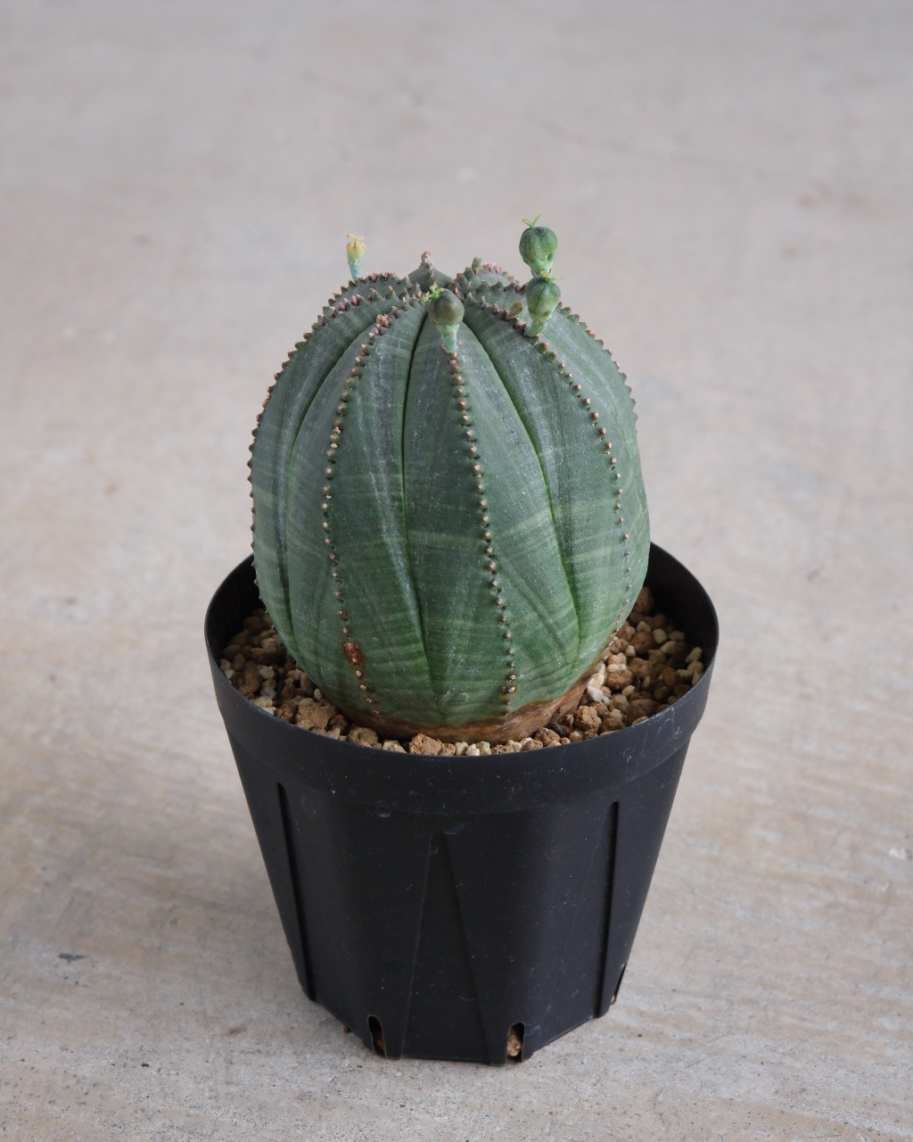 【卵型】ユーフォルビア・オベサ 中株 Euphorbia obesa - 画像 (4)