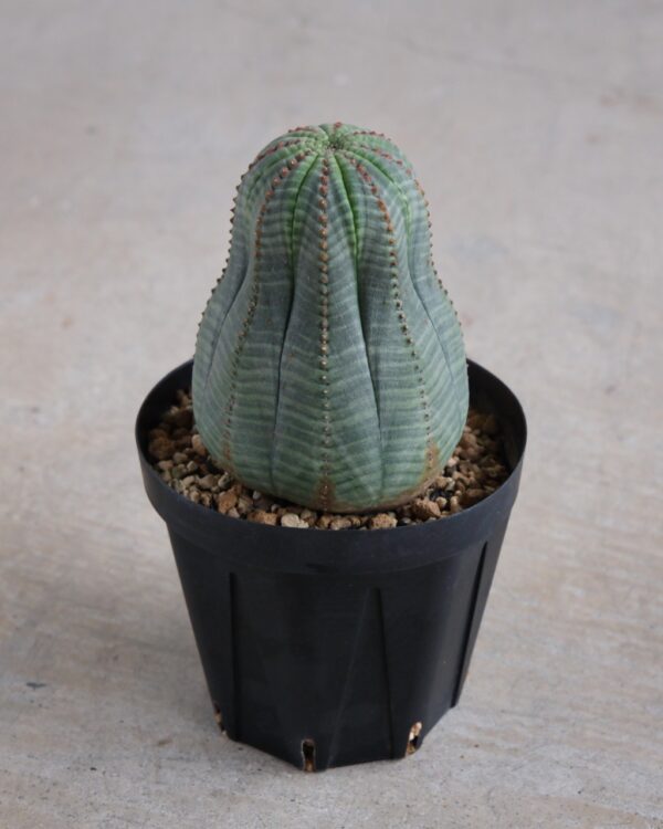 【縦長】ユーフォルビア・オベサ 中株 Euphorbia obesa