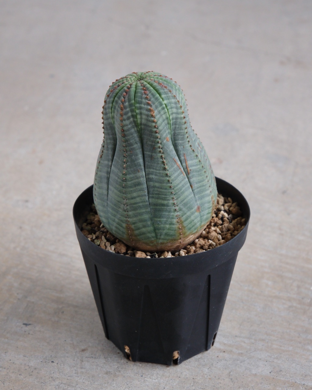 【縦長】ユーフォルビア・オベサ 中株 Euphorbia obesa - 画像 (2)