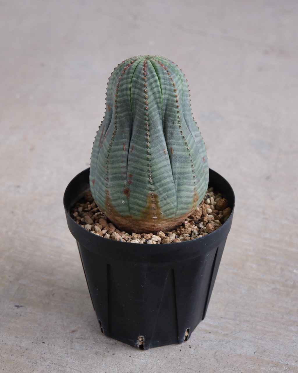 【縦長】ユーフォルビア・オベサ 中株 Euphorbia obesa - 画像 (3)