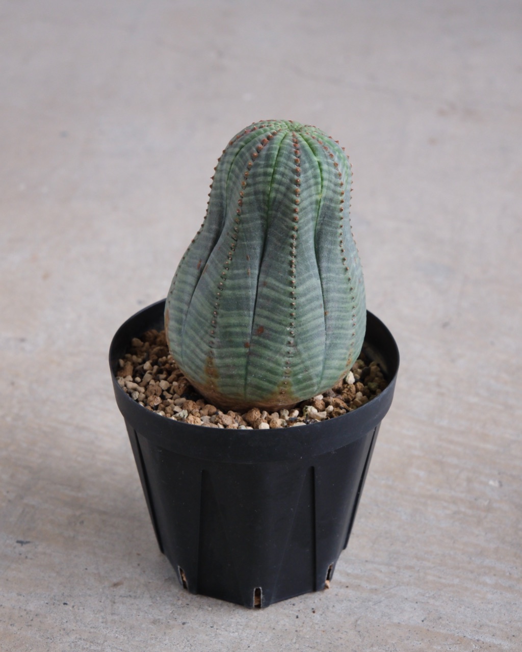 【縦長】ユーフォルビア・オベサ 中株 Euphorbia obesa - 画像 (4)