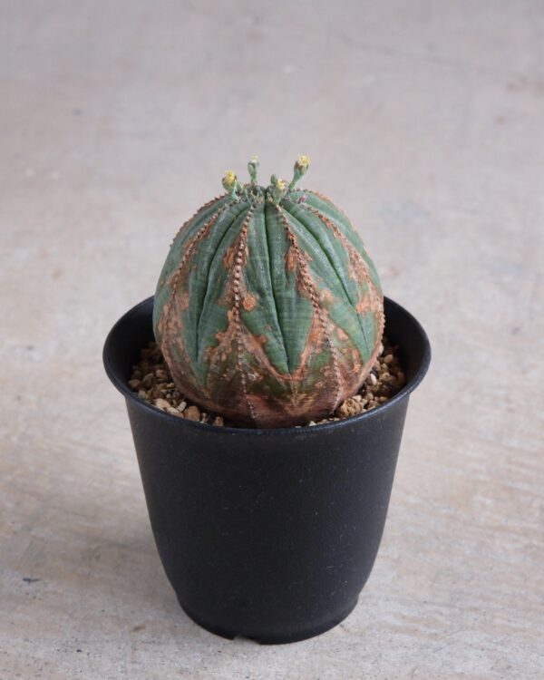 【オールド】ユーフォルビア・オベサ Euphorbia obesa