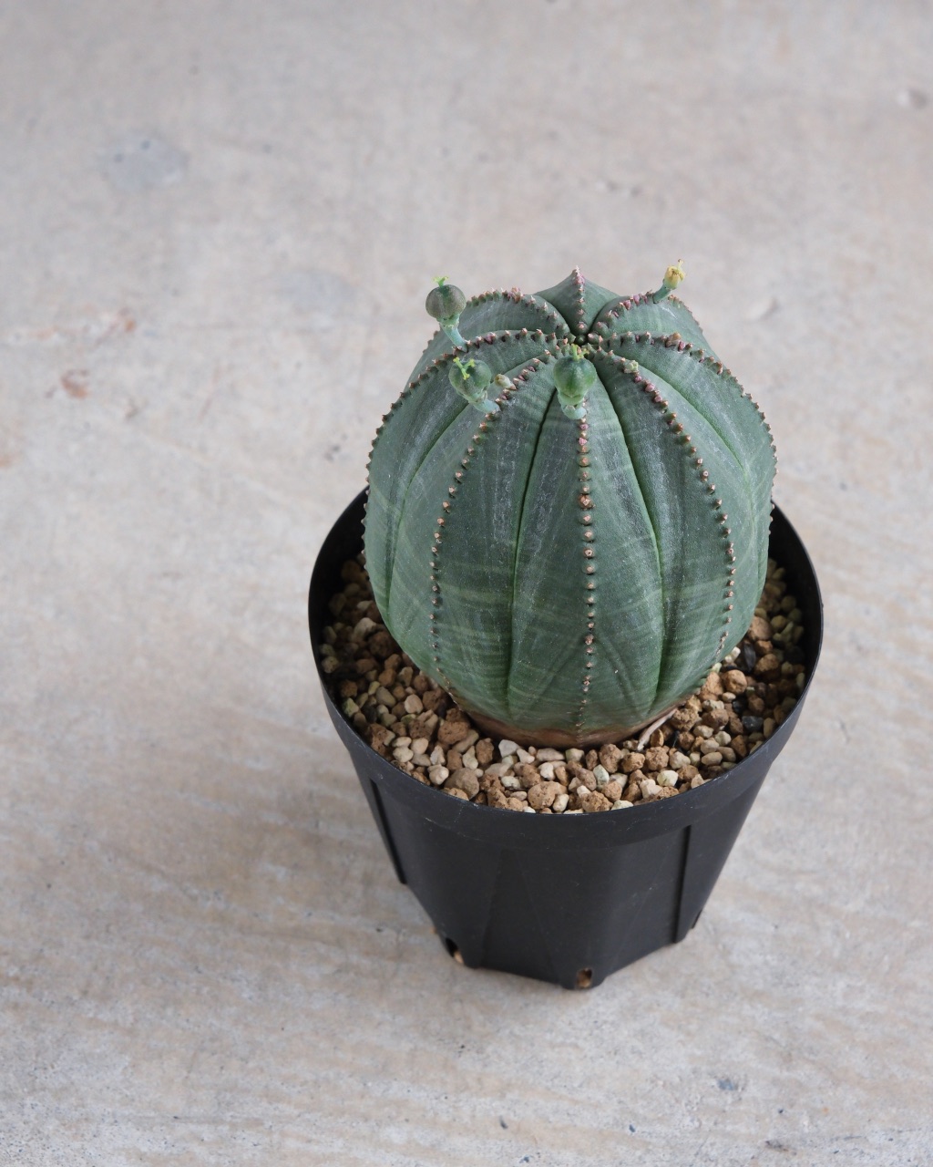 【卵型】ユーフォルビア・オベサ 中株 Euphorbia obesa - 画像 (5)