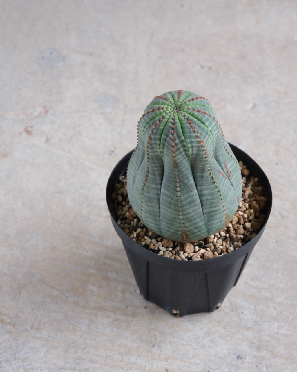 【縦長】ユーフォルビア・オベサ 中株 Euphorbia obesa - 画像 (5)