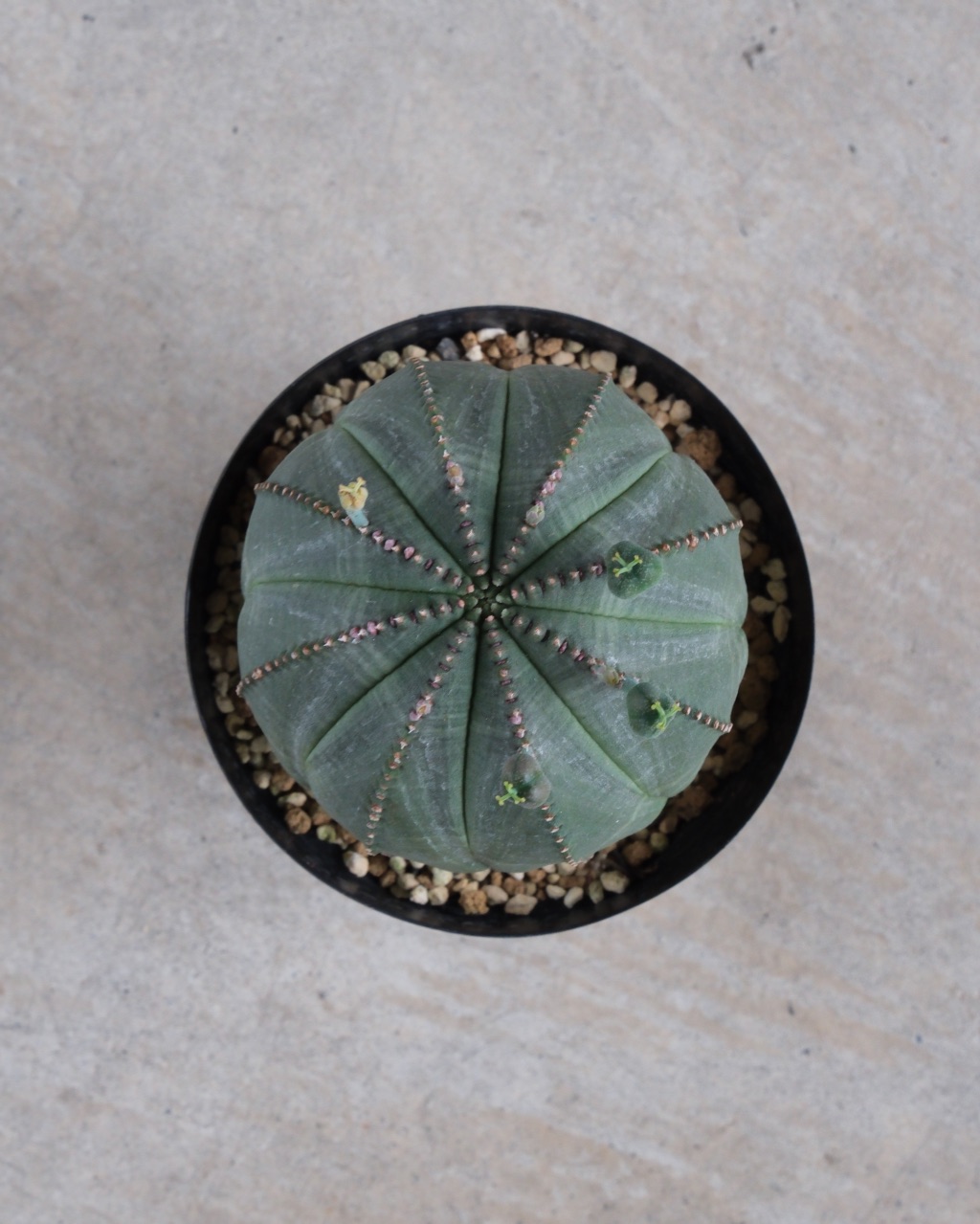 【卵型】ユーフォルビア・オベサ 中株 Euphorbia obesa - 画像 (6)