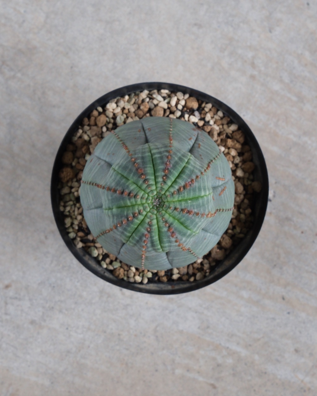 【縦長】ユーフォルビア・オベサ 中株 Euphorbia obesa - 画像 (6)