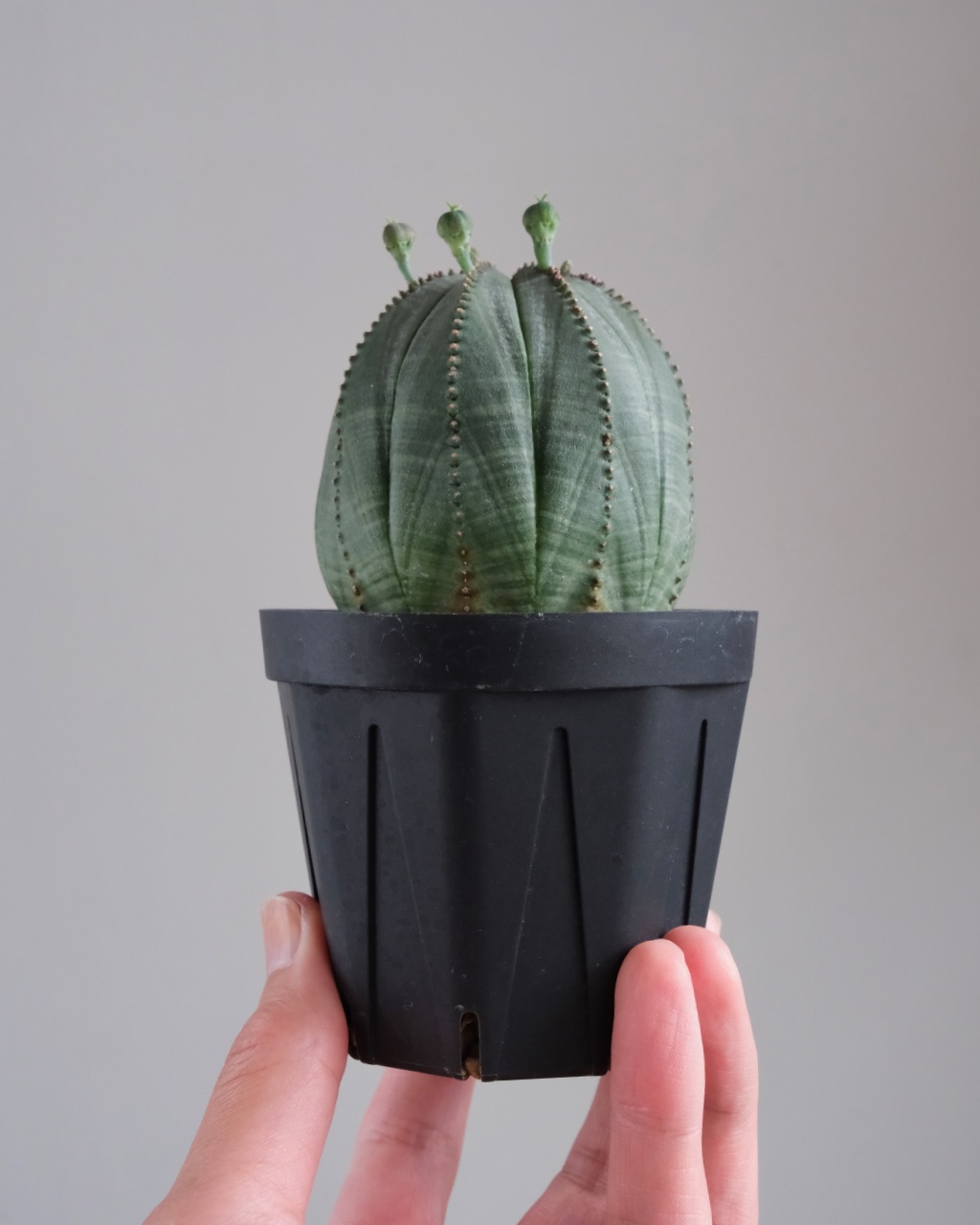 【卵型】ユーフォルビア・オベサ 中株 Euphorbia obesa - 画像 (7)