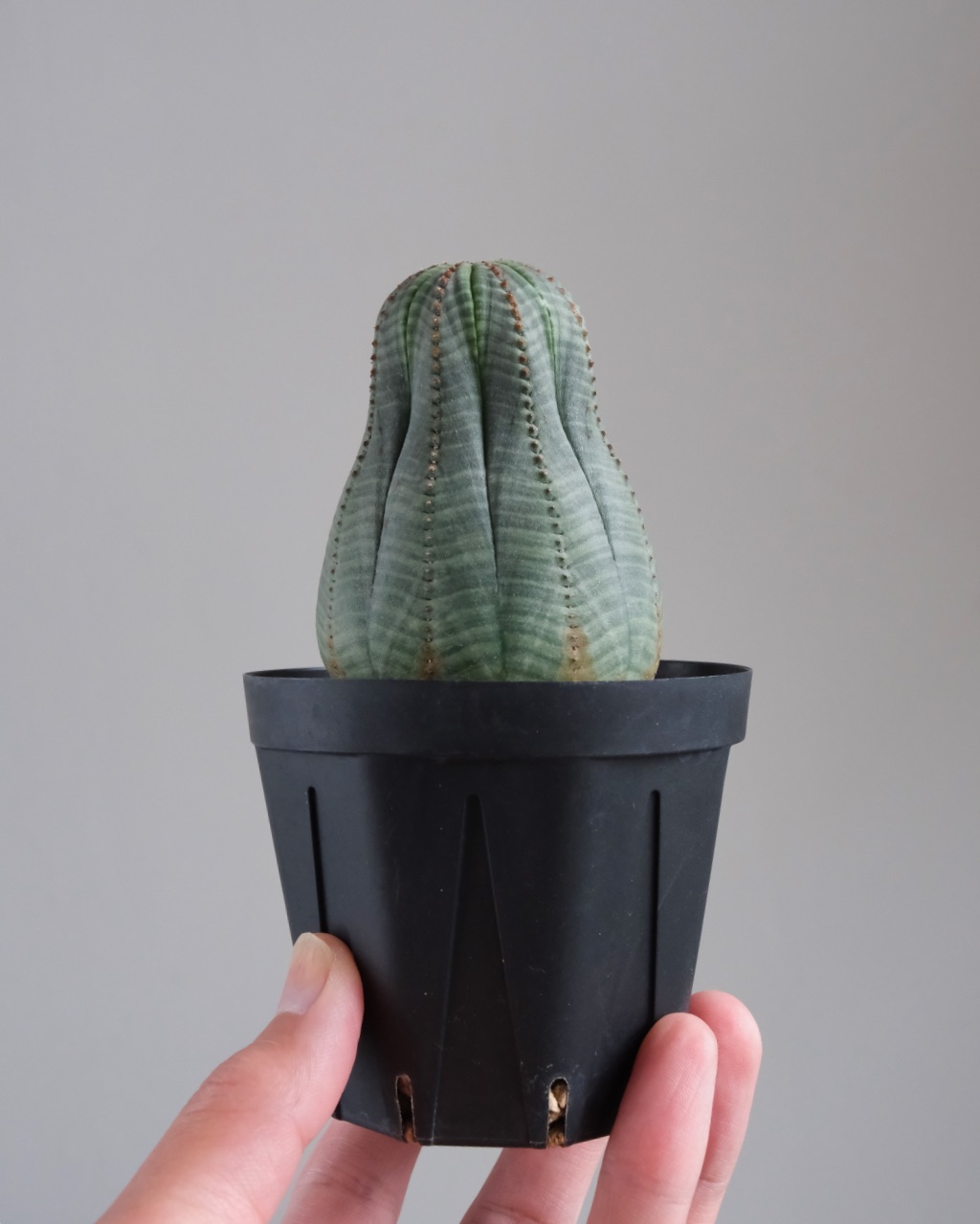 【縦長】ユーフォルビア・オベサ 中株 Euphorbia obesa - 画像 (7)