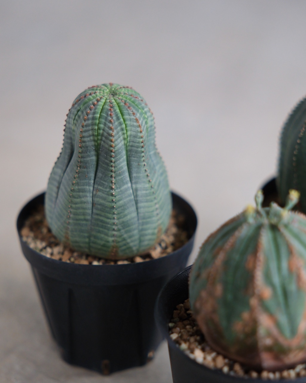 【縦長】ユーフォルビア・オベサ 中株 Euphorbia obesa - 画像 (8)
