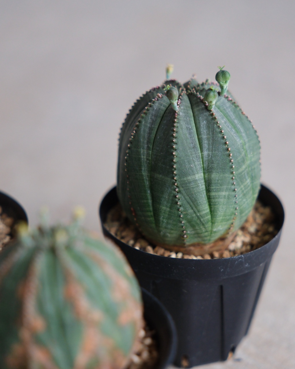 【卵型】ユーフォルビア・オベサ 中株 Euphorbia obesa - 画像 (8)