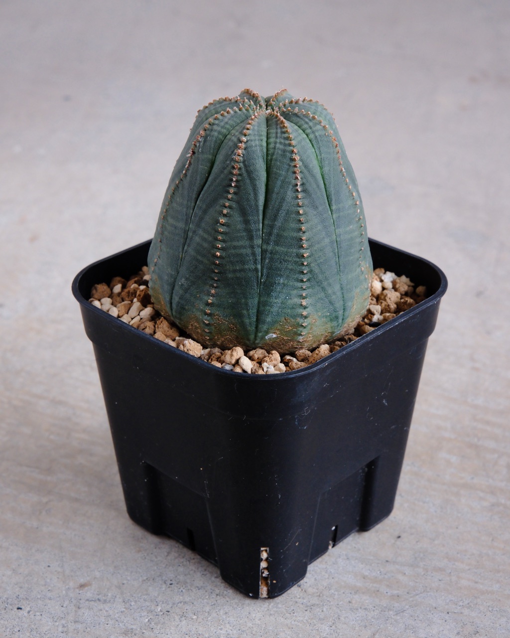 【釣鐘型】ユーフォルビア・オベサ 中株 Euphorbia obesa