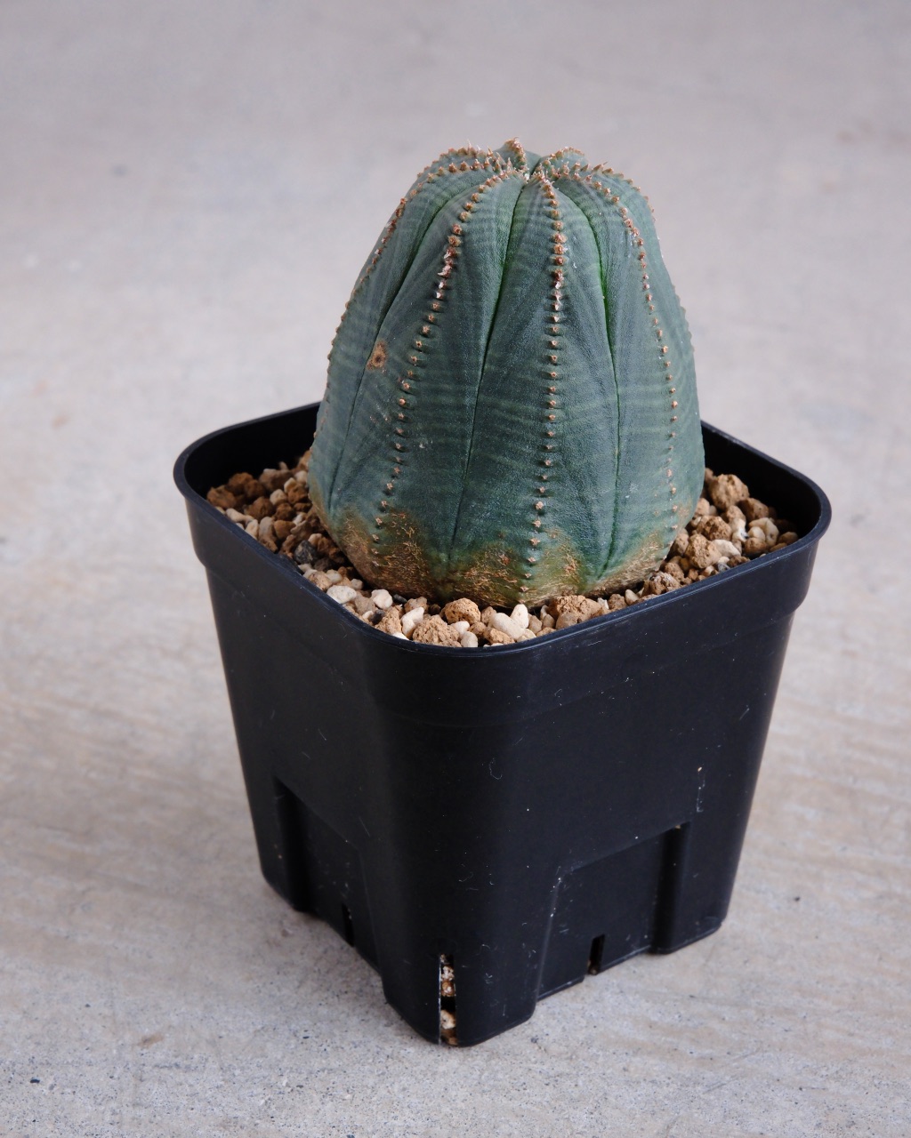 【釣鐘型】ユーフォルビア・オベサ 中株 Euphorbia obesa - 画像 (2)