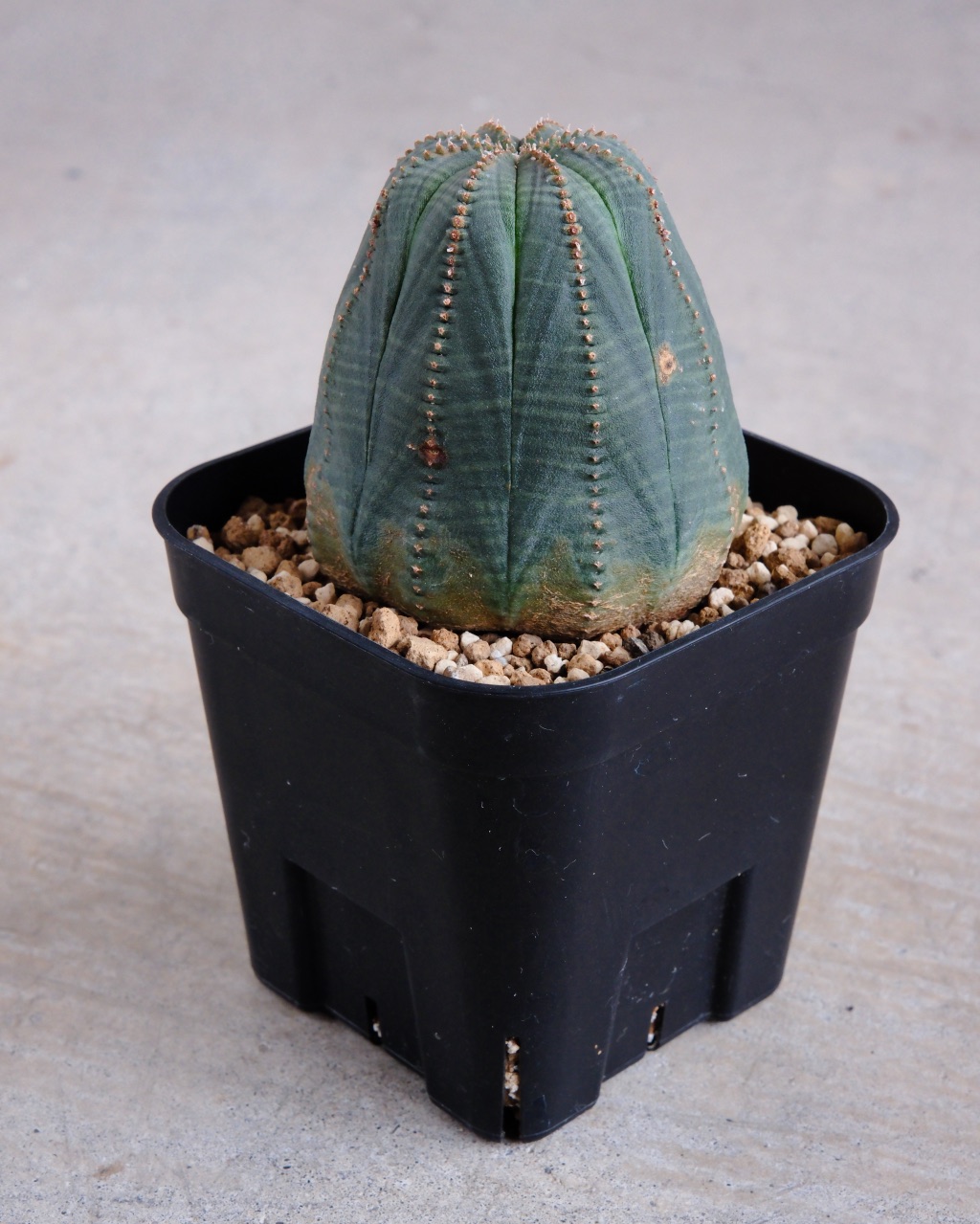 【釣鐘型】ユーフォルビア・オベサ 中株 Euphorbia obesa - 画像 (3)