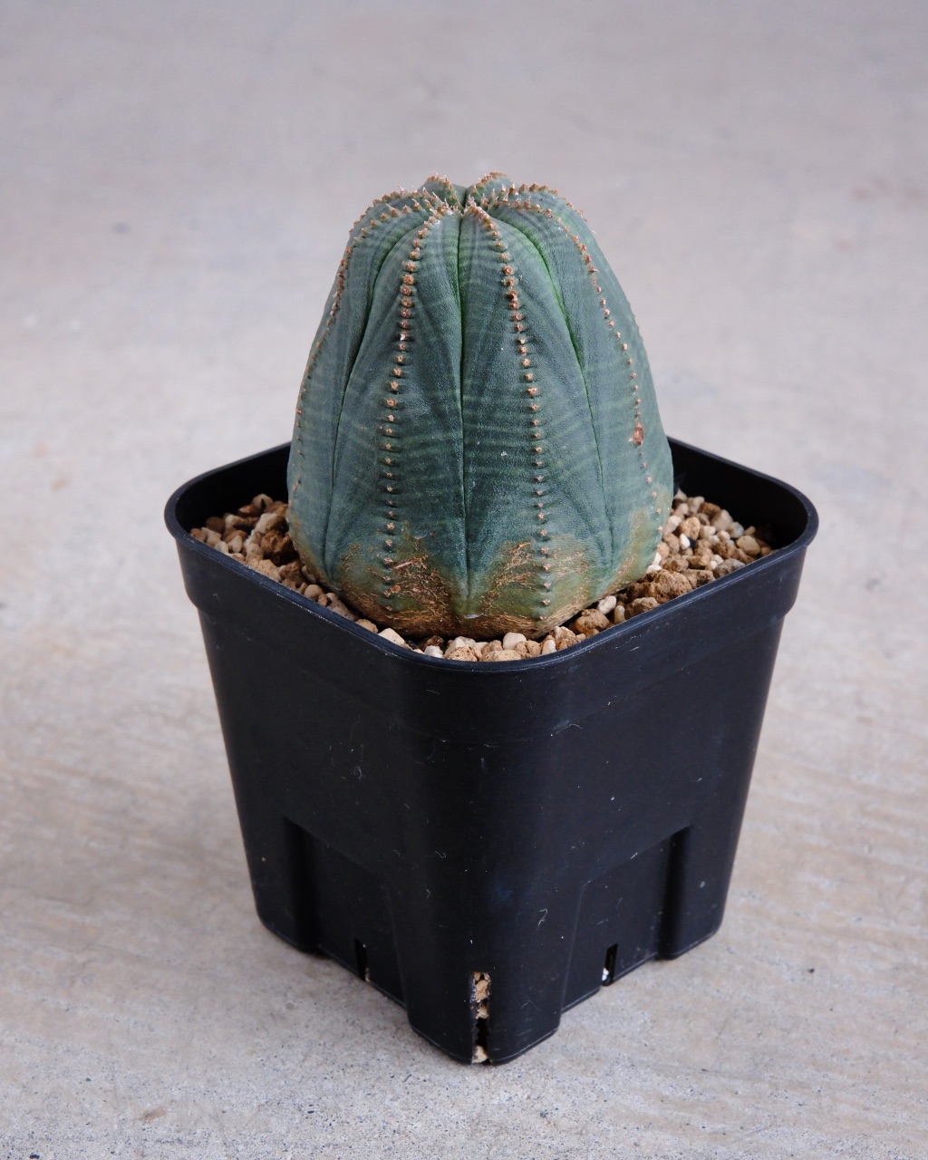 【釣鐘型】ユーフォルビア・オベサ 中株 Euphorbia obesa - 画像 (4)
