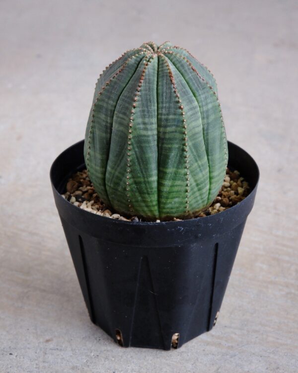 【釣鐘型】ユーフォルビア・オベサ 中株 Euphorbia obesa