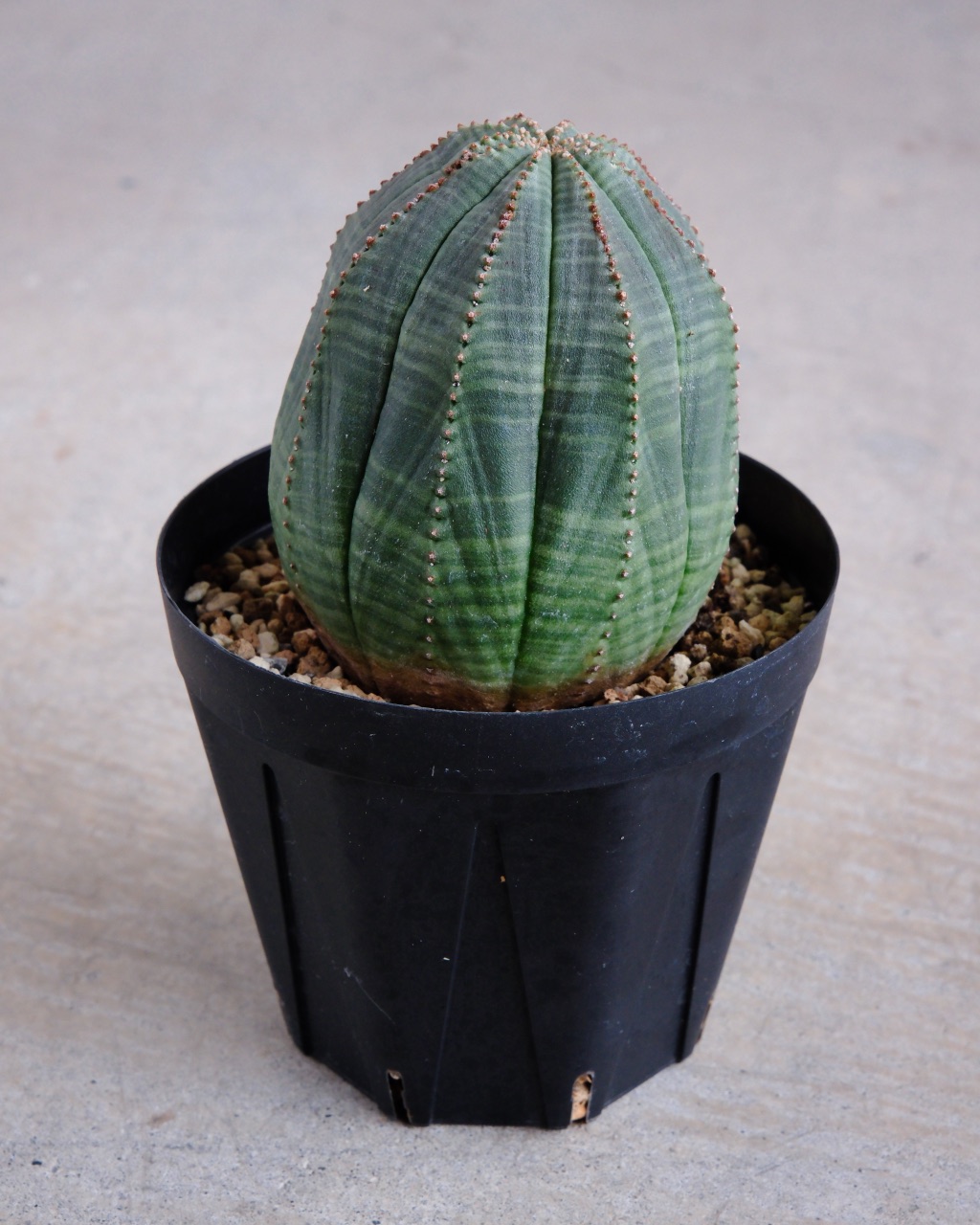 【釣鐘型】ユーフォルビア・オベサ 中株 Euphorbia obesa - 画像 (2)