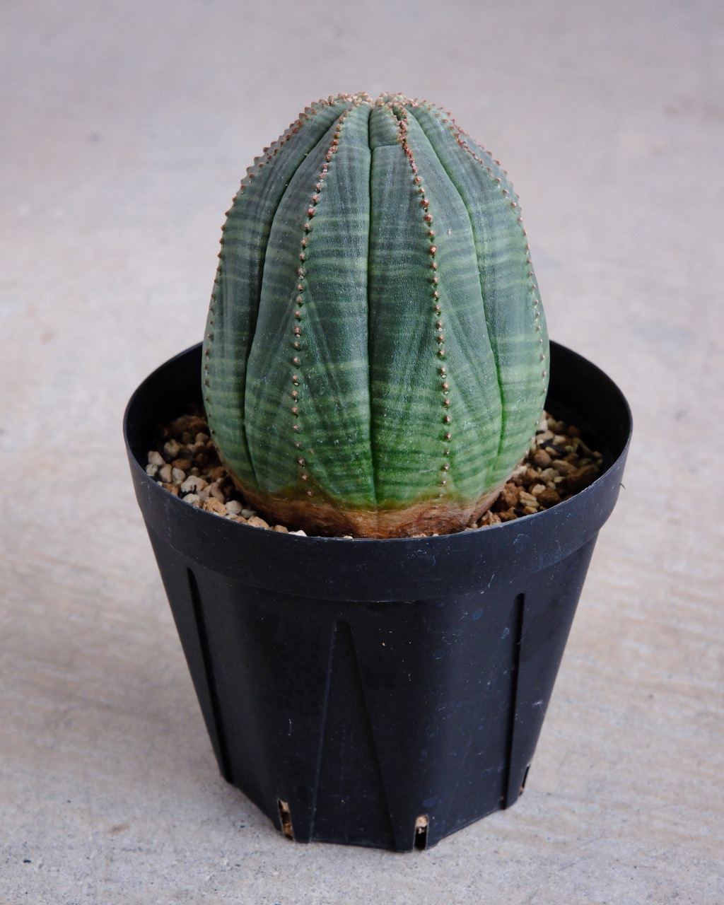 【釣鐘型】ユーフォルビア・オベサ 中株 Euphorbia obesa - 画像 (3)