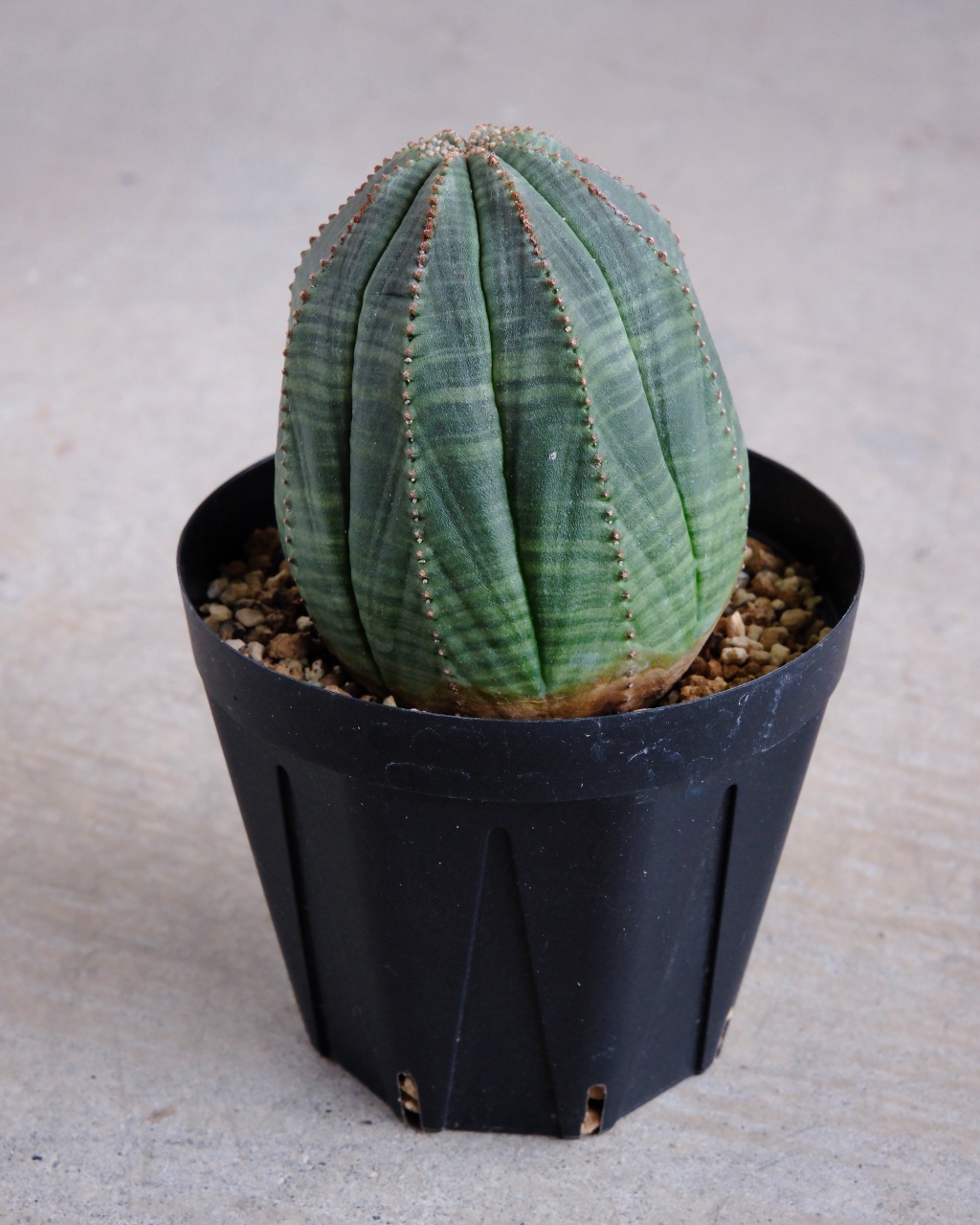 【釣鐘型】ユーフォルビア・オベサ 中株 Euphorbia obesa - 画像 (4)