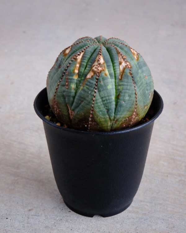 【オールド】ユーフォルビア・オベサ Euphorbia obesa