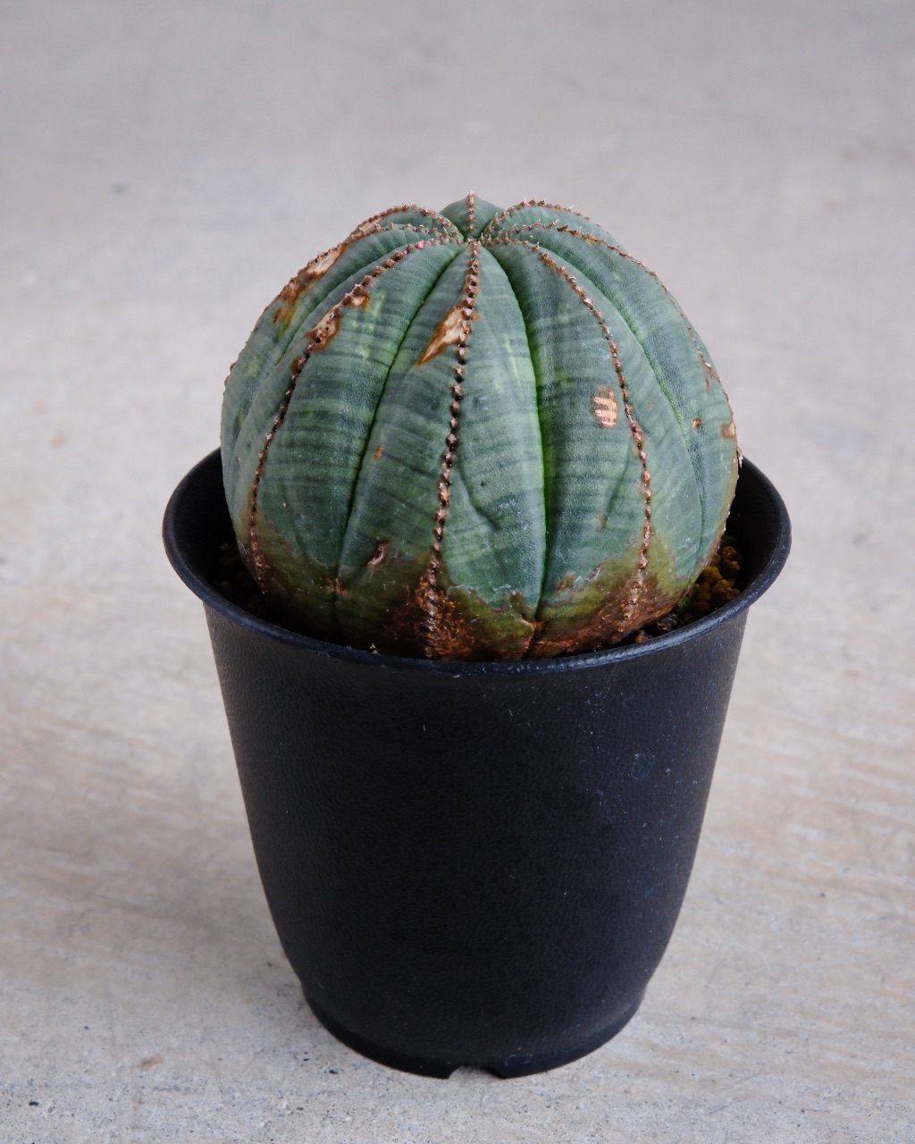 【オールド】ユーフォルビア・オベサ Euphorbia obesa - 画像 (2)