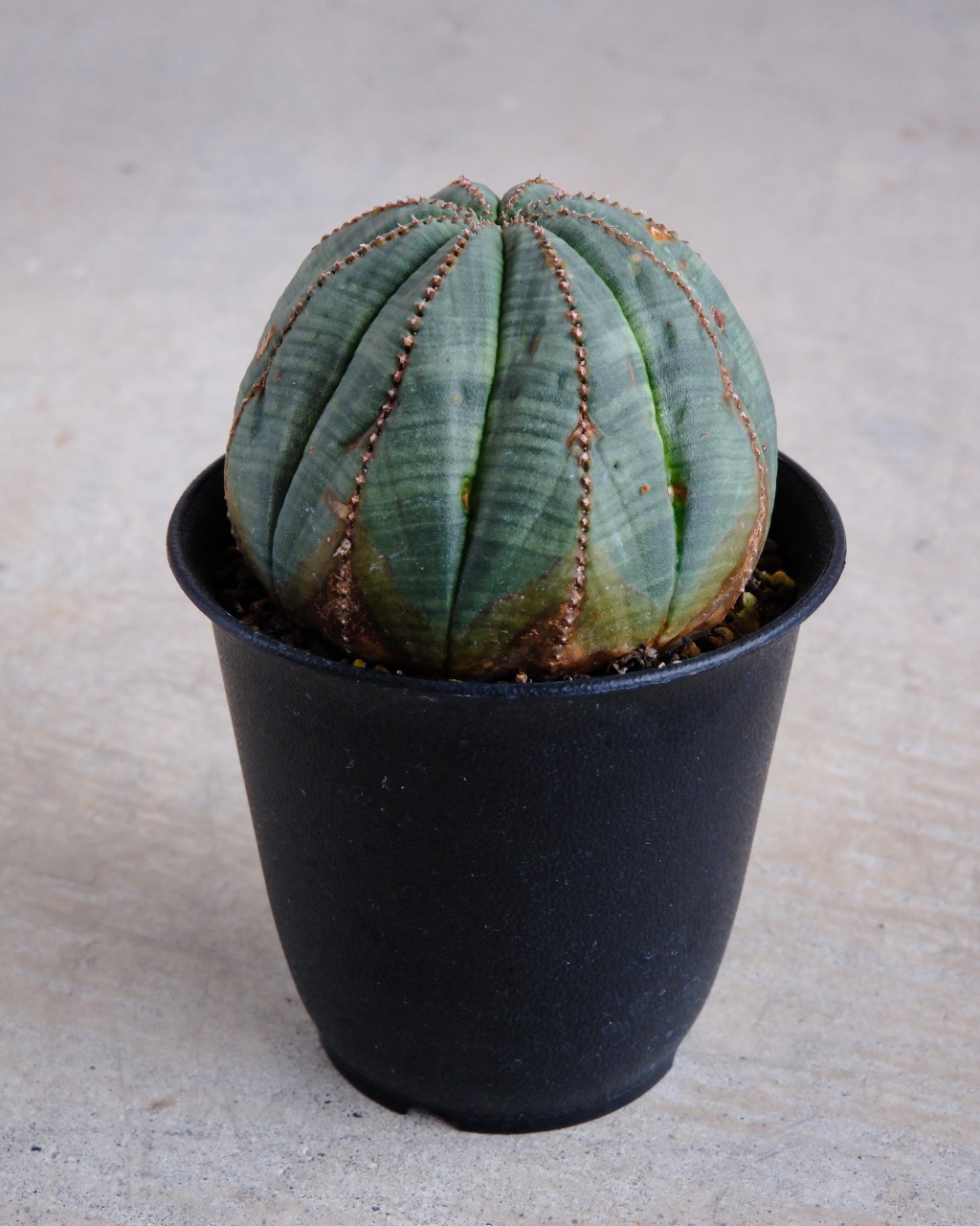 【オールド】ユーフォルビア・オベサ Euphorbia obesa - 画像 (3)