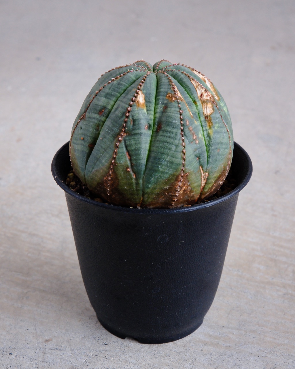 【オールド】ユーフォルビア・オベサ Euphorbia obesa - 画像 (4)