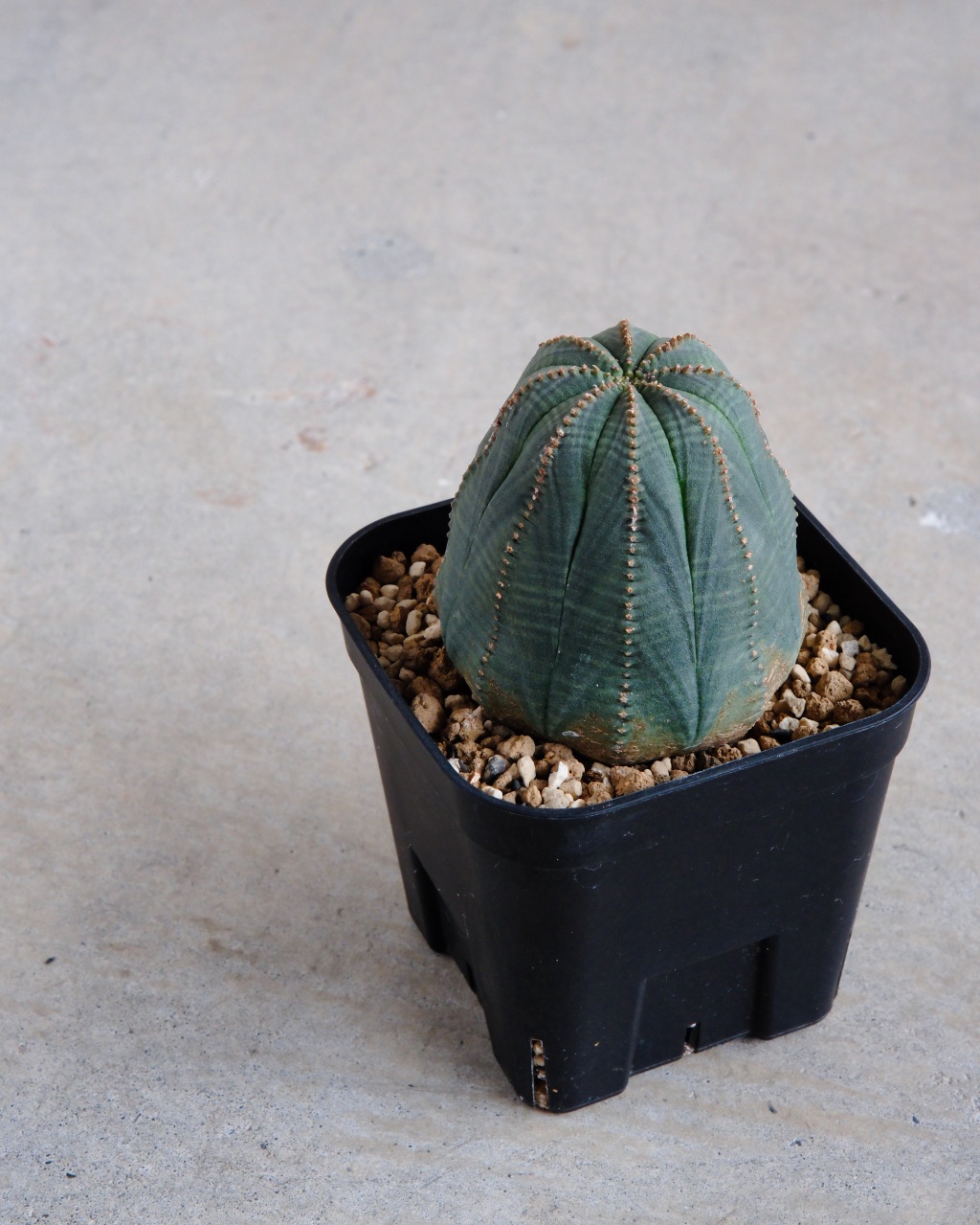 【釣鐘型】ユーフォルビア・オベサ 中株 Euphorbia obesa - 画像 (5)