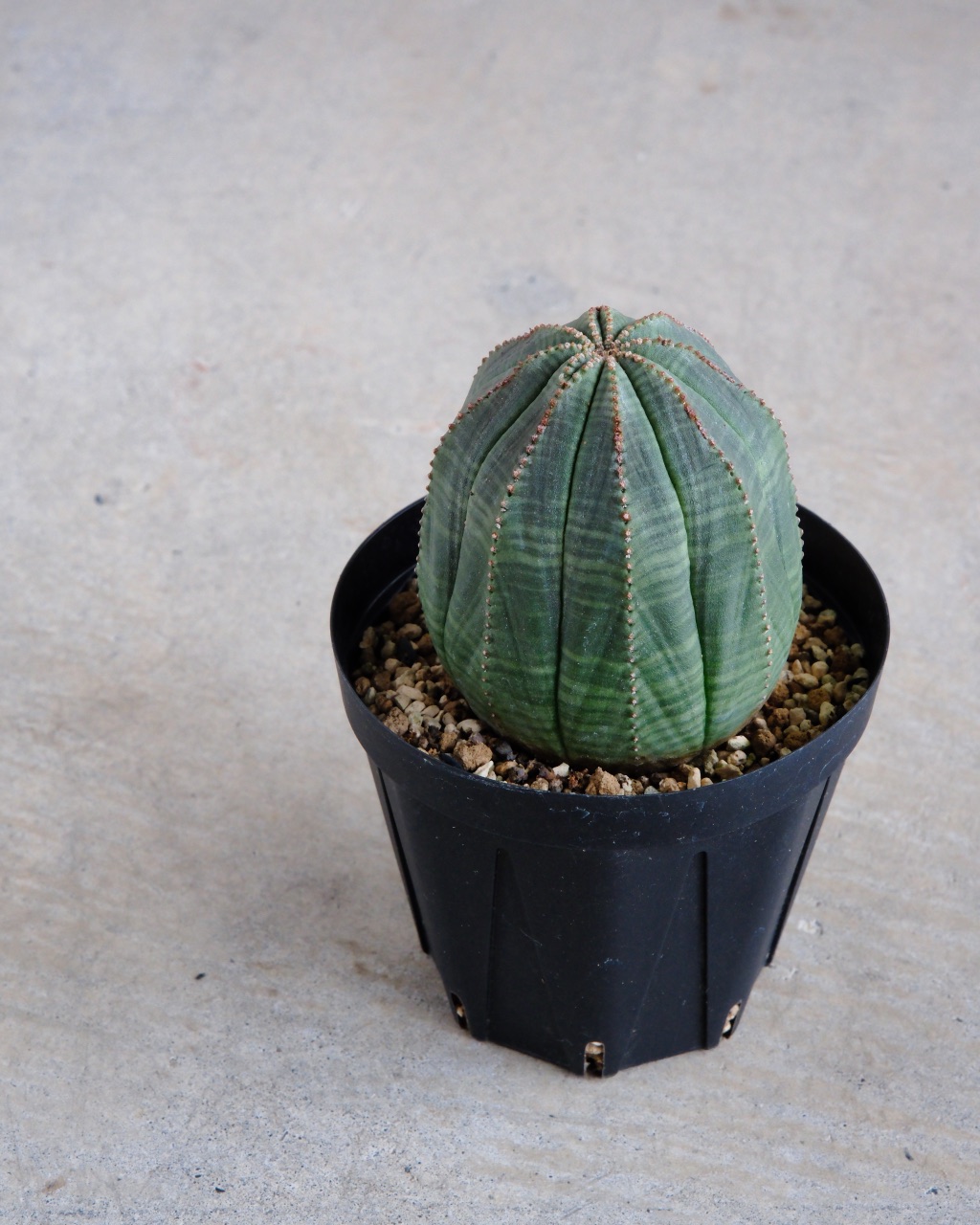 【釣鐘型】ユーフォルビア・オベサ 中株 Euphorbia obesa - 画像 (5)