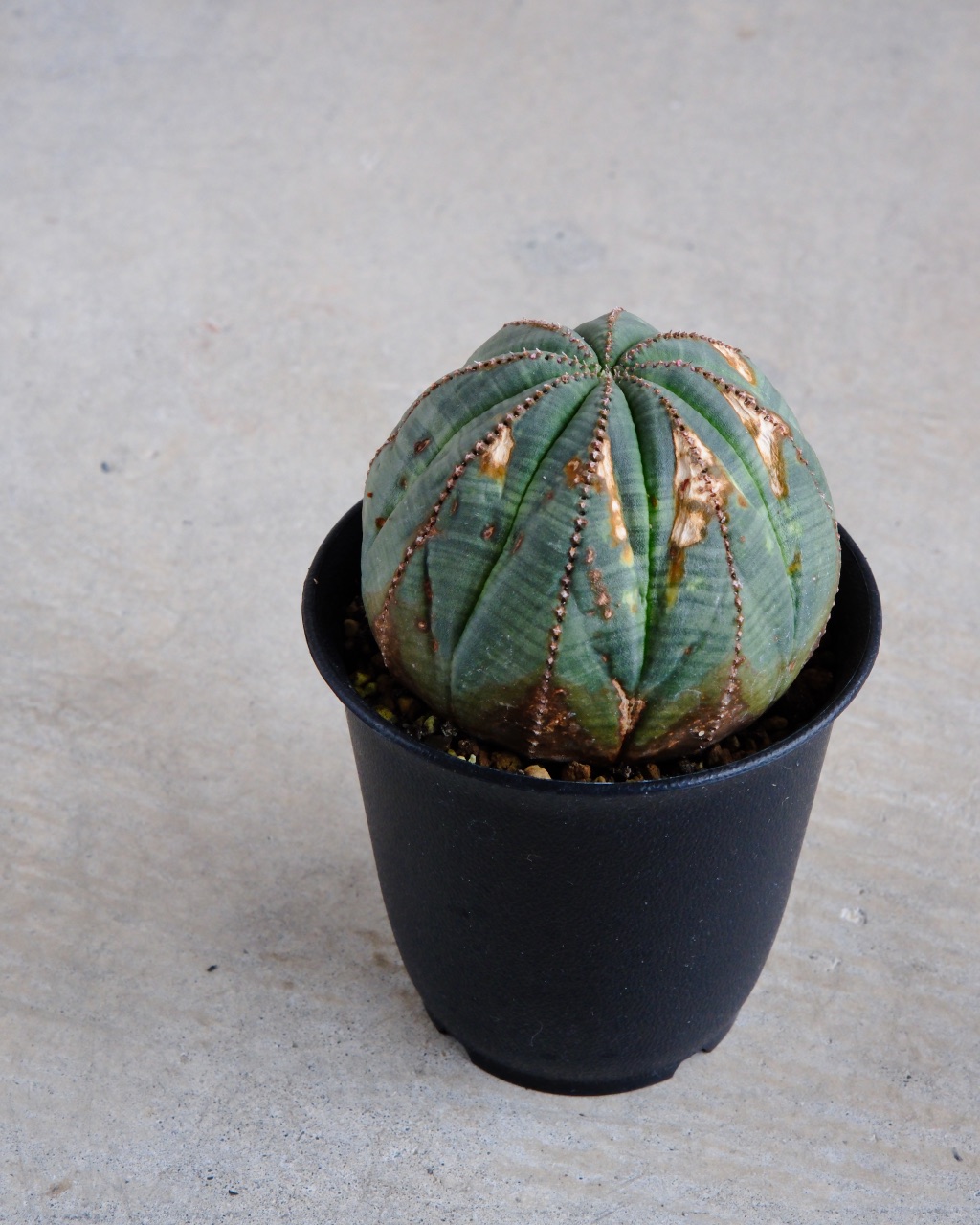 【オールド】ユーフォルビア・オベサ Euphorbia obesa - 画像 (5)