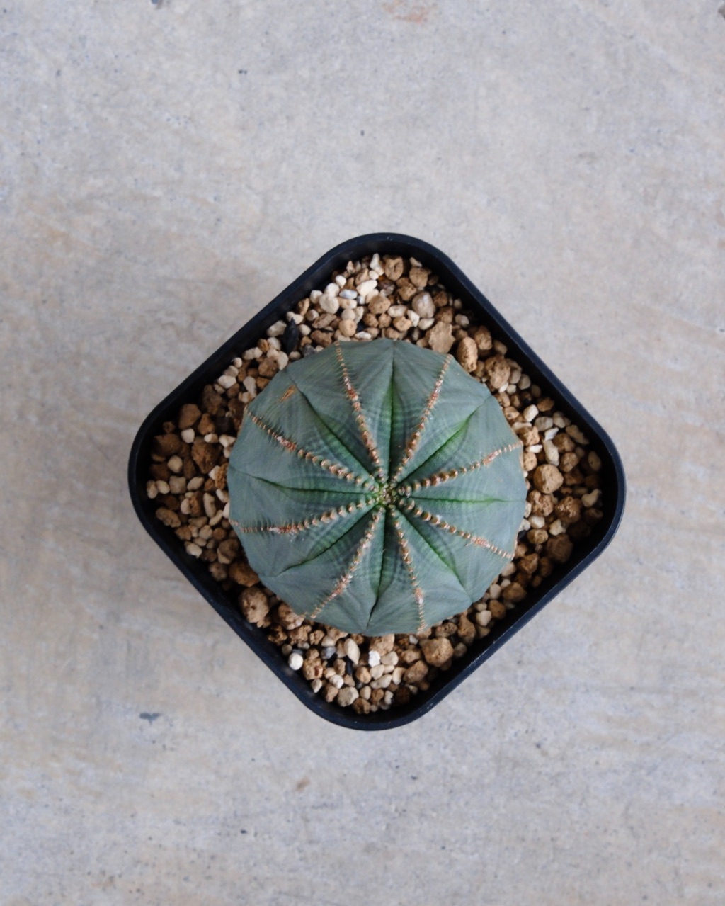 【釣鐘型】ユーフォルビア・オベサ 中株 Euphorbia obesa - 画像 (6)