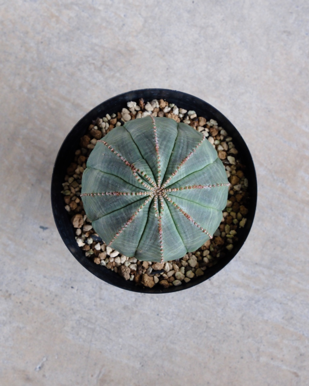 【釣鐘型】ユーフォルビア・オベサ 中株 Euphorbia obesa - 画像 (6)
