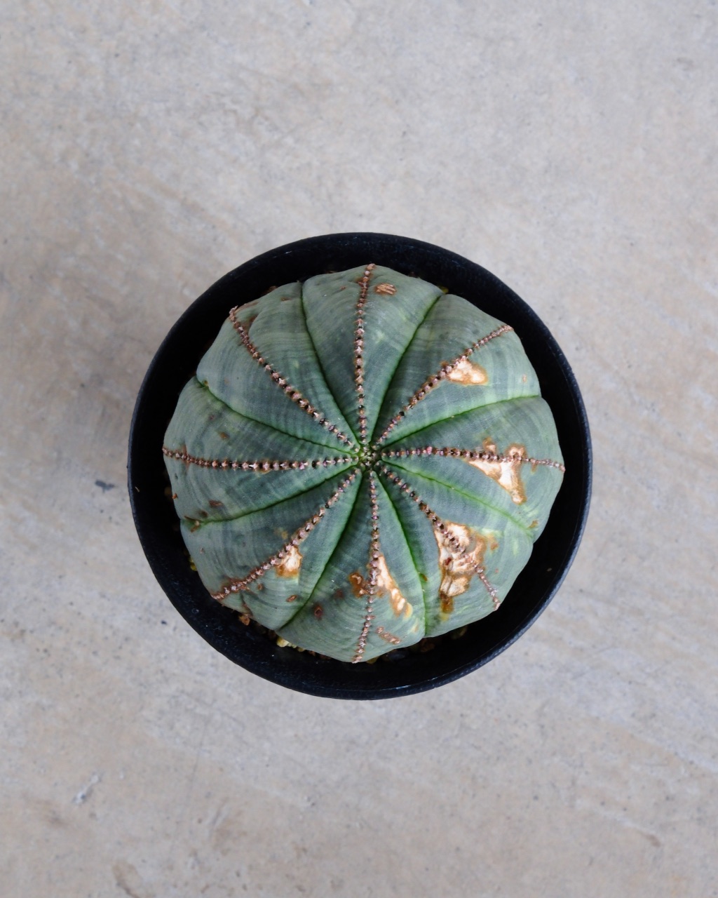 【オールド】ユーフォルビア・オベサ Euphorbia obesa - 画像 (6)