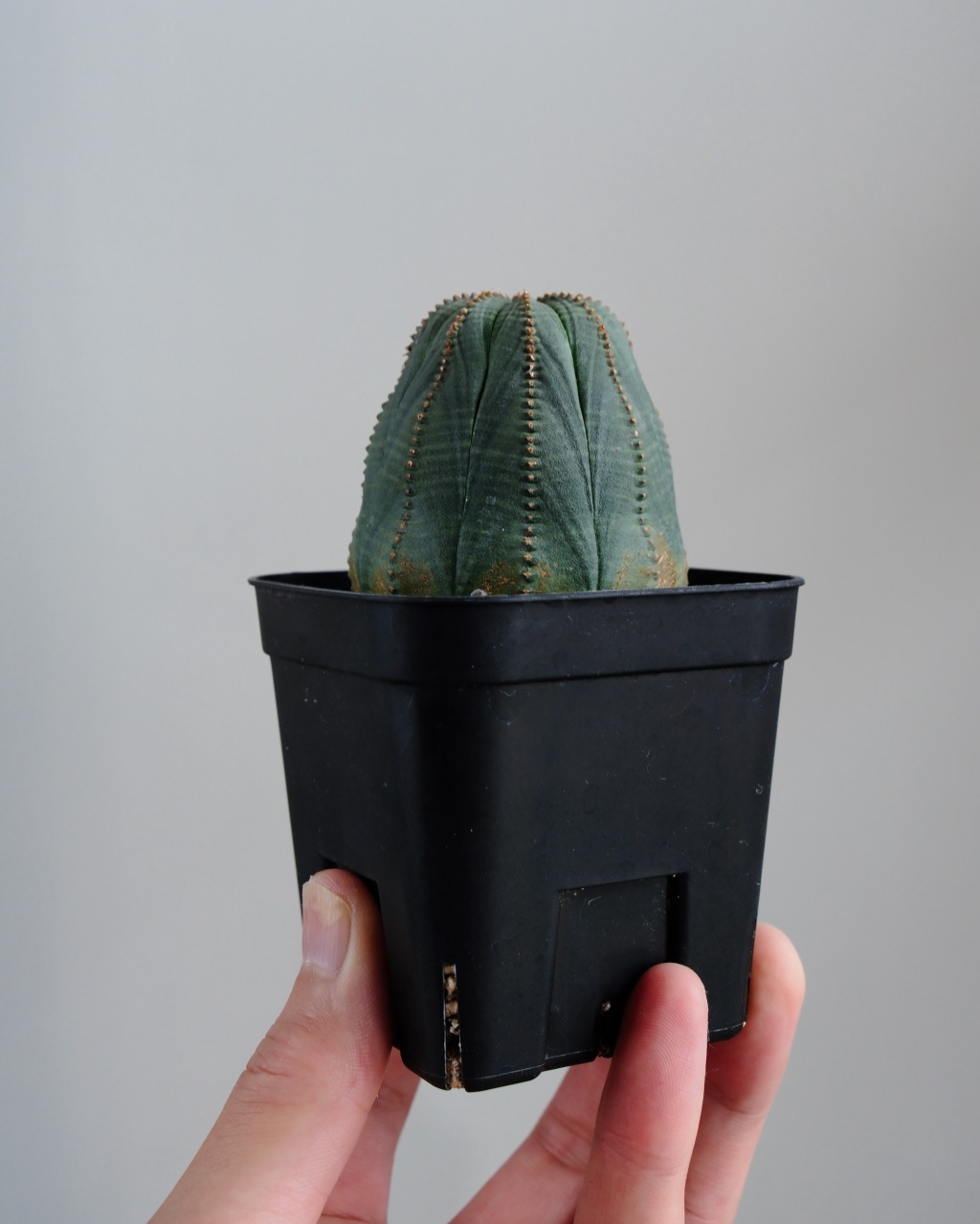 【釣鐘型】ユーフォルビア・オベサ 中株 Euphorbia obesa - 画像 (7)