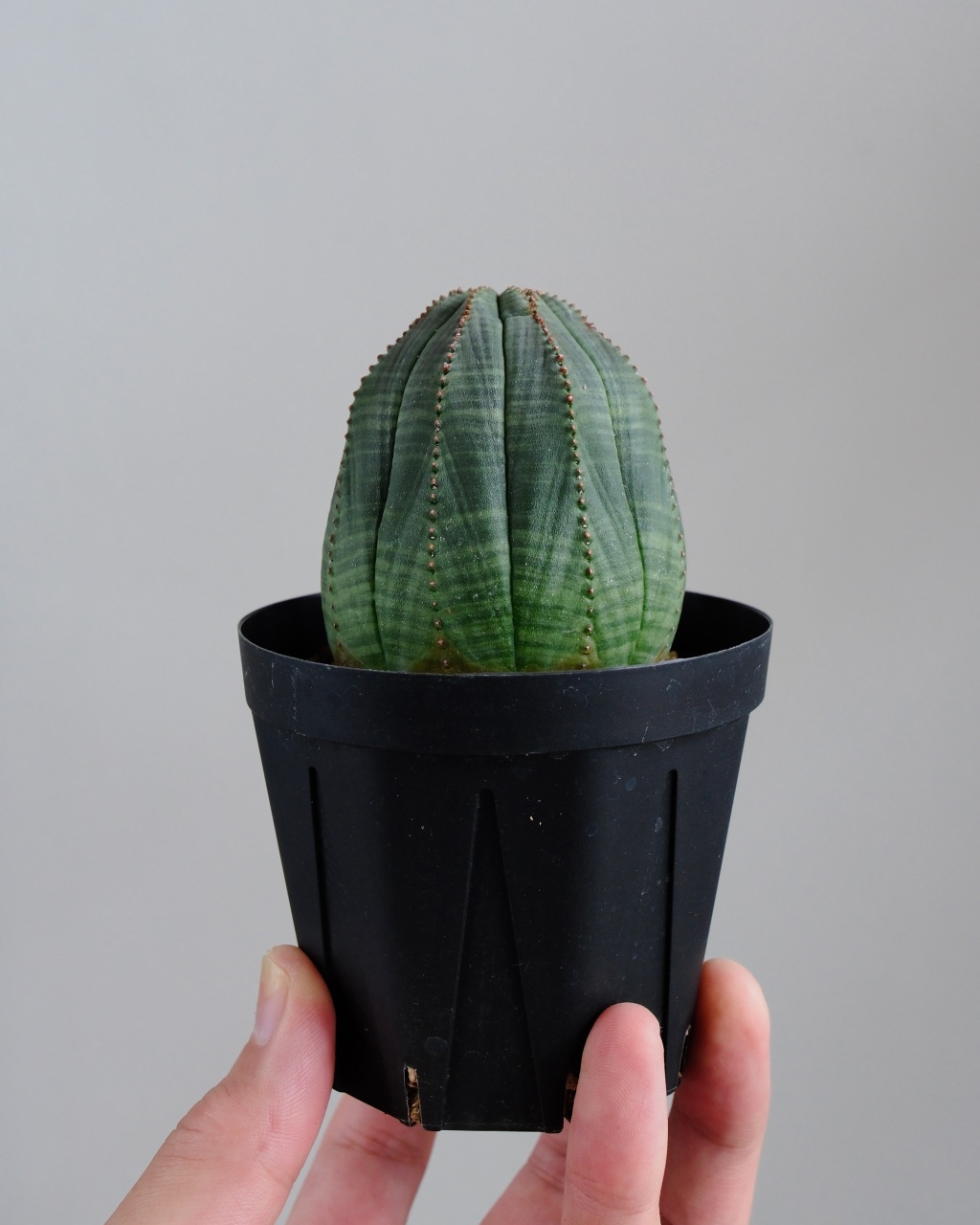 【釣鐘型】ユーフォルビア・オベサ 中株 Euphorbia obesa - 画像 (7)
