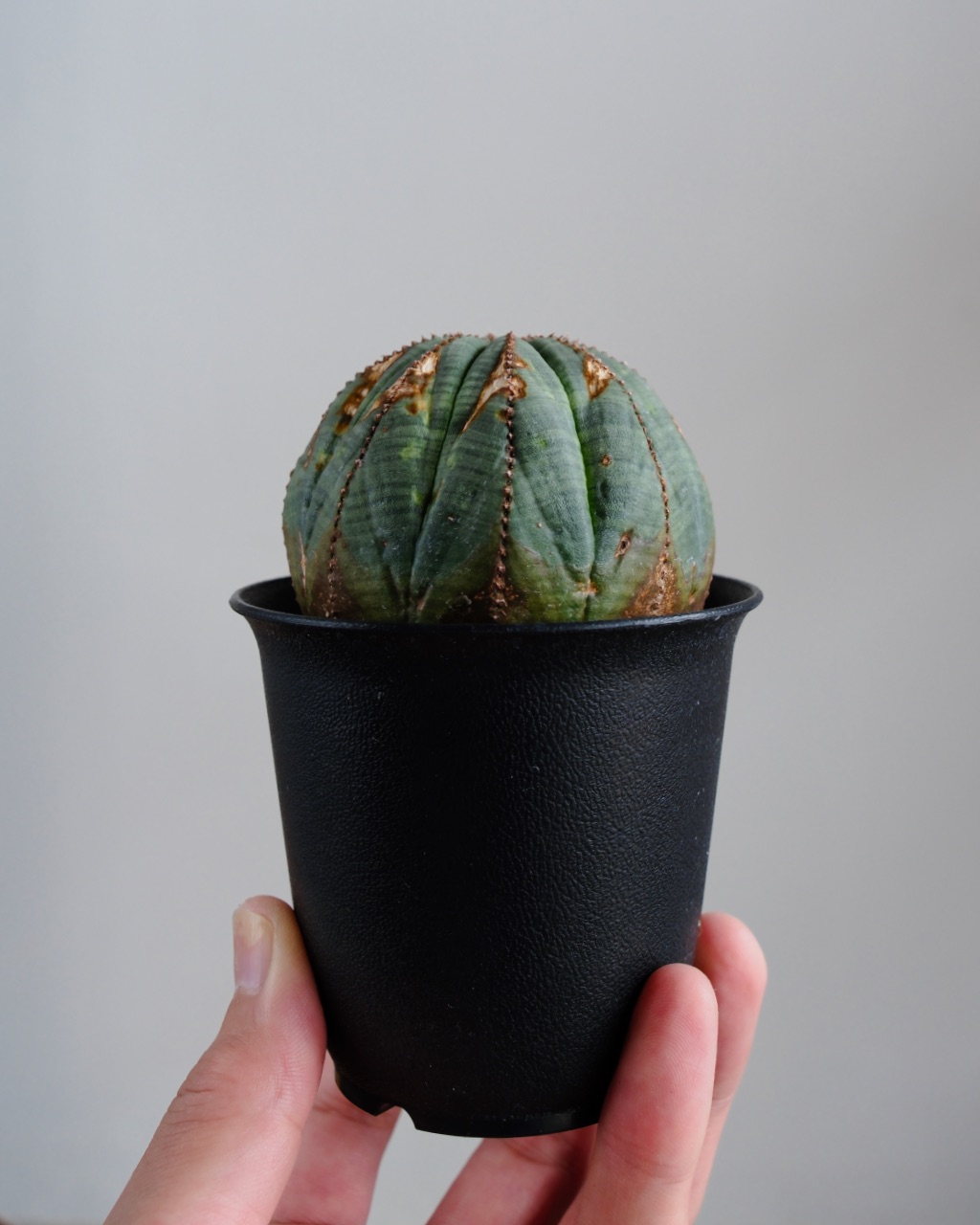 【オールド】ユーフォルビア・オベサ Euphorbia obesa - 画像 (7)