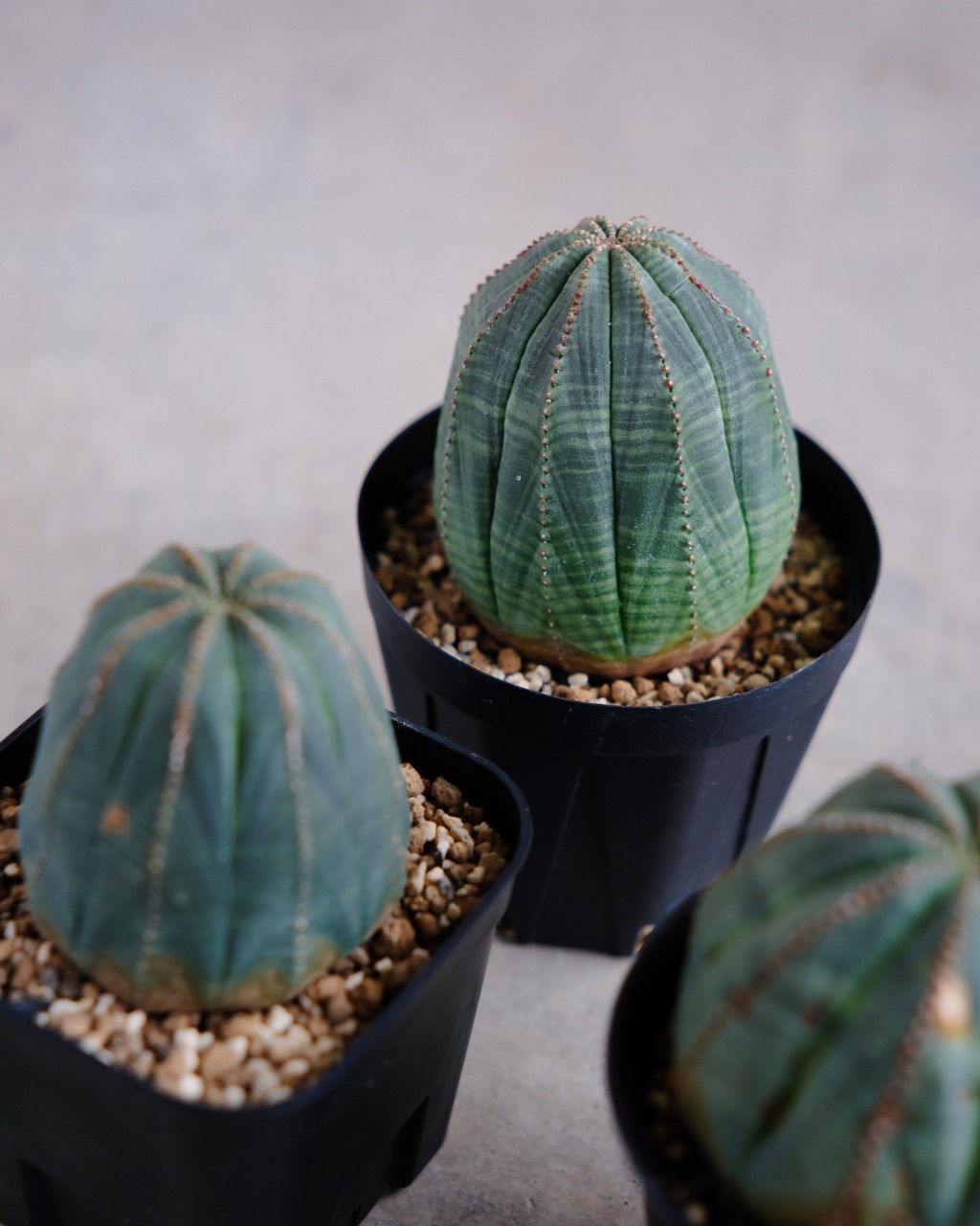 【釣鐘型】ユーフォルビア・オベサ 中株 Euphorbia obesa - 画像 (8)