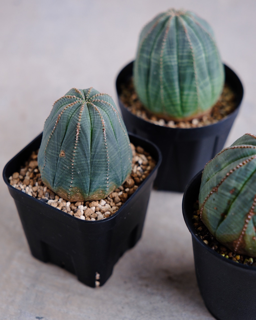 【釣鐘型】ユーフォルビア・オベサ 中株 Euphorbia obesa - 画像 (8)
