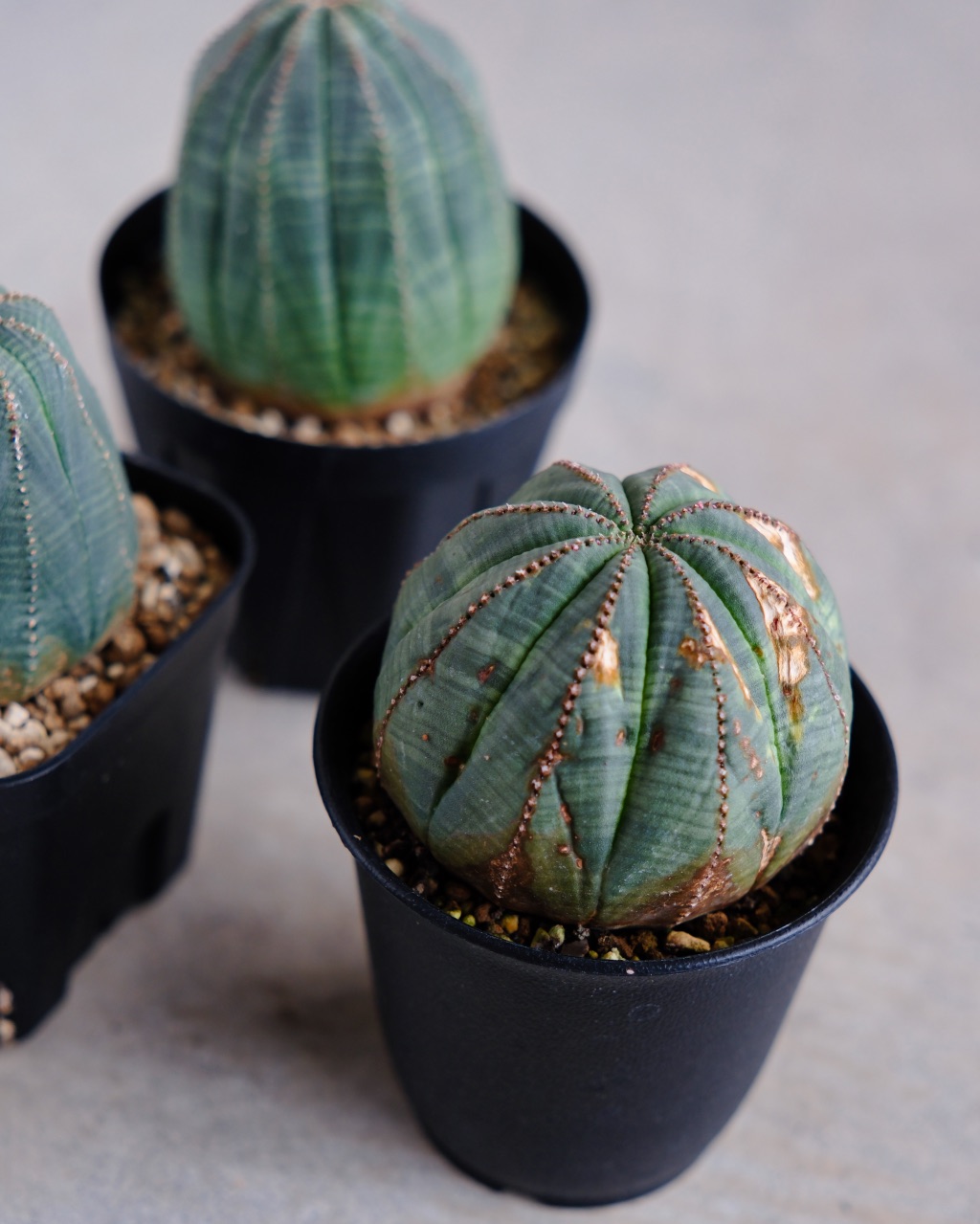 【オールド】ユーフォルビア・オベサ Euphorbia obesa - 画像 (8)