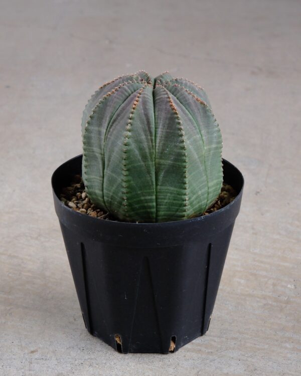 【丸型】ユーフォルビア・オベサ 中株 Euphorbia obesa