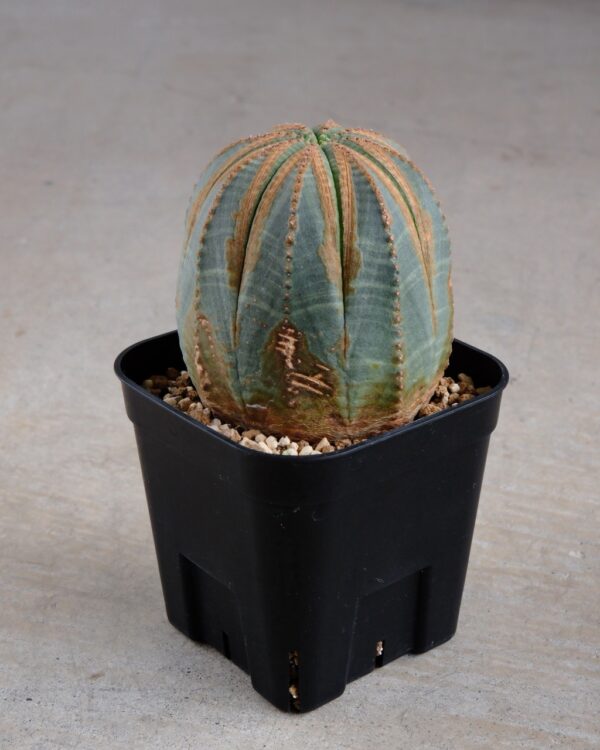 【木質化】ユーフォルビア・オベサ 中株 Euphorbia obesa