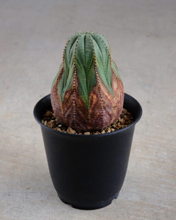 【オールド】ユーフォルビア・オベサ Euphorbia obesa