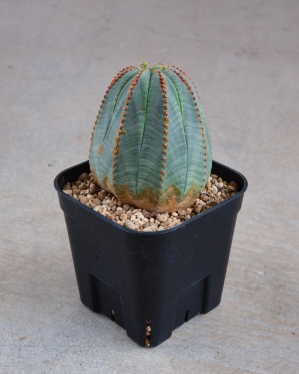 【釣鐘型】ユーフォルビア・オベサ 中株 Euphorbia obesa