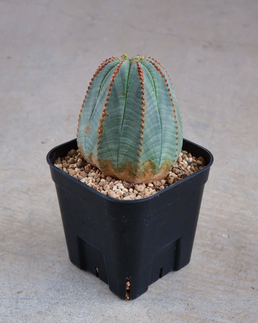 【釣鐘型】ユーフォルビア・オベサ 中株 Euphorbia obesa