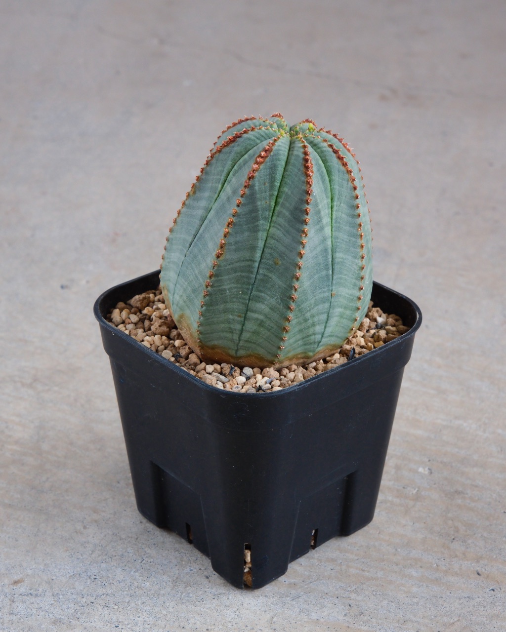 【釣鐘型】ユーフォルビア・オベサ 中株 Euphorbia obesa - 画像 (2)