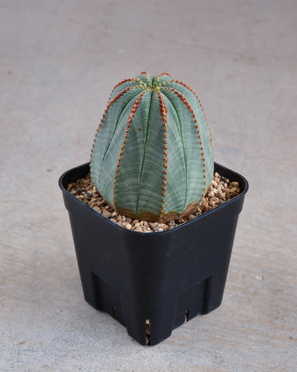 【釣鐘型】ユーフォルビア・オベサ 中株 Euphorbia obesa - 画像 (3)