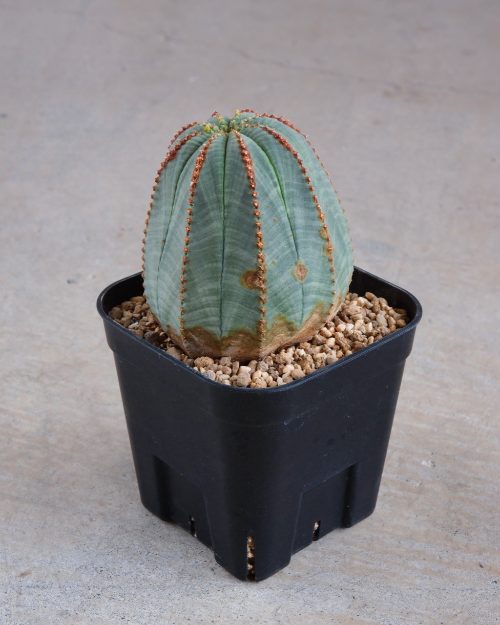 【釣鐘型】ユーフォルビア・オベサ 中株 Euphorbia obesa - 画像 (4)